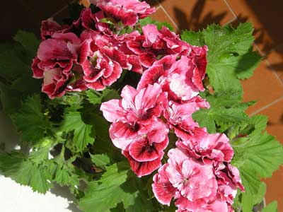 n_49a  balkongeranie.jpg